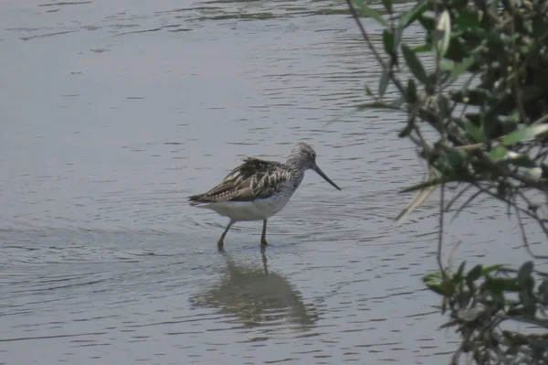 Pták Sandpiper v Yuenu, dlouhý 24. dubna 2014 — Stock fotografie