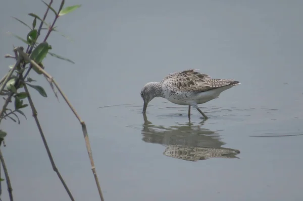 Pták Sandpiper v Yuenu, dlouhý 24. dubna 2014 — Stock fotografie