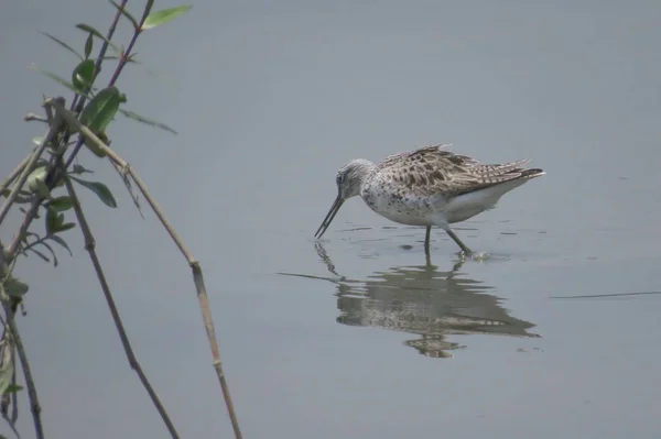 Sandpiper bird in  Yuen long  24 April 2014 — Stock Photo, Image