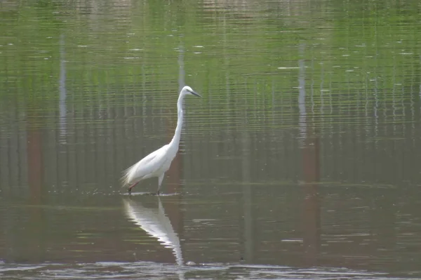 Great Egret på Yuen Long 24 april 2014 — Stockfoto