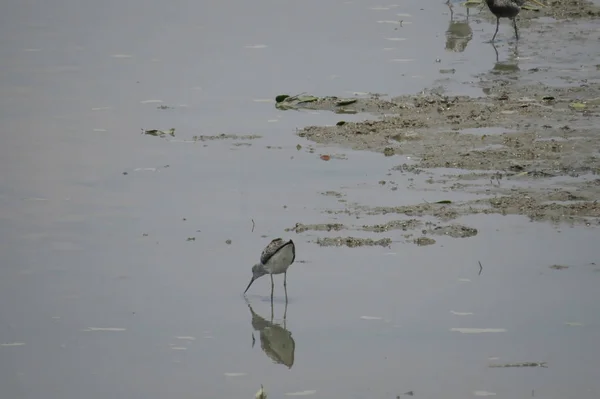 Gros plan d'un avocat pied nageant dans l'eau — Photo