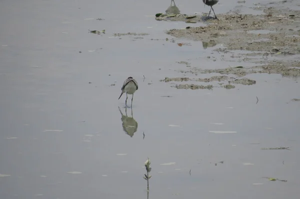 Chinese Pond Heron Yuen long 24 April 2014 — Stock Photo, Image