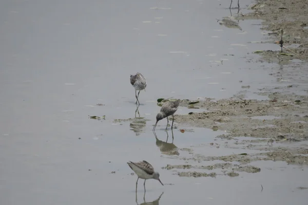 Chinese Pond Heron Yuen long 24 April 2014 — Stock Photo, Image