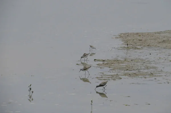 Close-up van een pied Kluut zwemmen in het water — Stockfoto