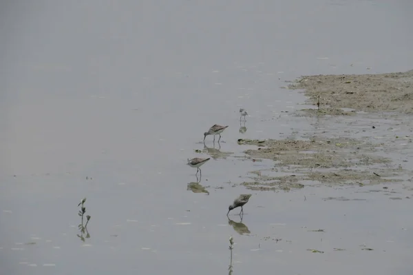 Close-up van een pied Kluut zwemmen in het water — Stockfoto