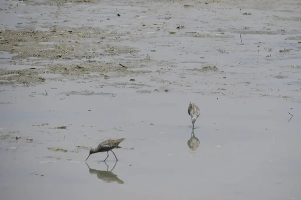 Sandpiper bird in  Yuen long  24 April 2014 — Stock Photo, Image