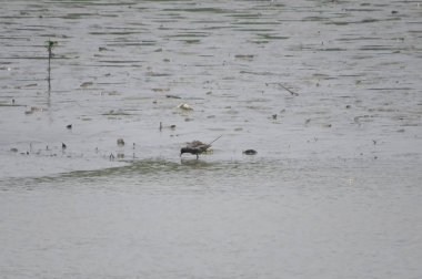 Yuen uzun Sandpiper kuş 24 Nisan 2014 