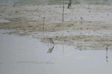 Wetland Yuen long hk 24 Nisan 2014 