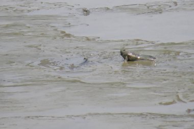 Mudskipper balık, Amfibi balık, Yuen uzun
