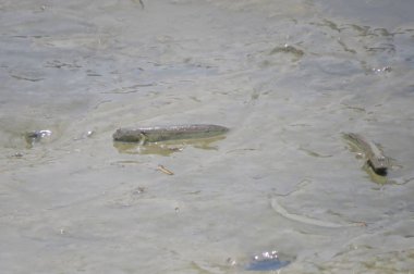 Mudskipper balık, Amfibi balık, çamur sahilde 