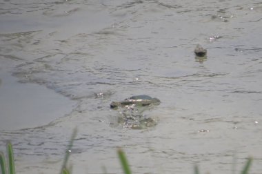 Mudskipper balık, Amfibi balık, çamur sahilde 