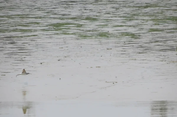 Gros plan d'un avocat pied nageant dans l'eau — Photo