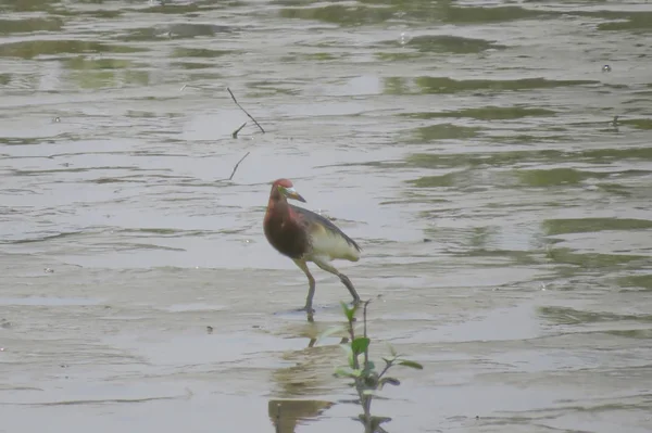 Chinese Pond Heron Yuen longo 24 Abril 2014 — Fotografia de Stock