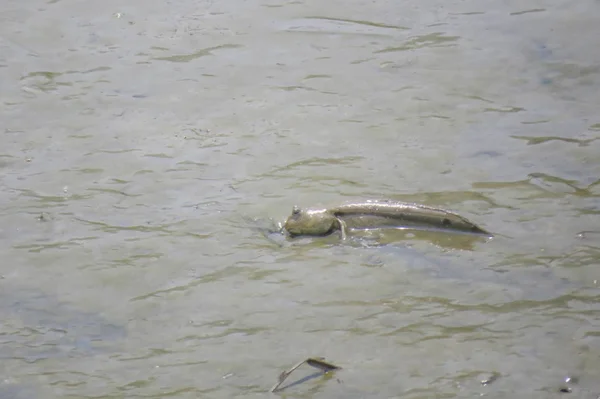 Mudskipper fish, peces anfibios, en la playa de barro — Foto de Stock