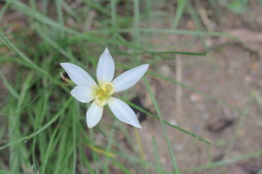 güzel çiçekli bitkiler bitkilerin çiçekleri
