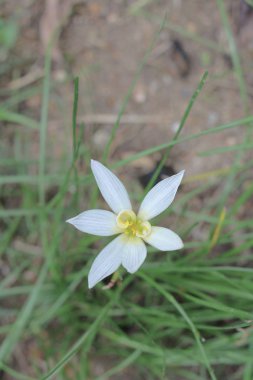 güzel çiçekli bitkiler bitkilerin çiçekleri