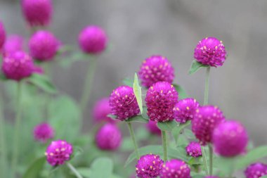 Bahar çayır manzarası. Pembe bahar çiçekleri