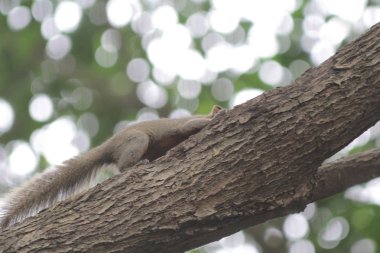 Hk parkta Doğu gri sincap