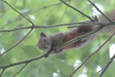 Hk parkta Doğu gri sincap