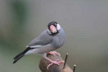  Hong Kong Park Gündüz Aşk kuş