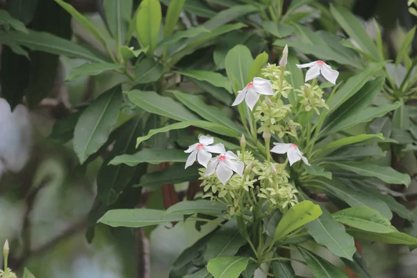 Hermosas plantas con flores a Flores de plantas — Foto de Stock