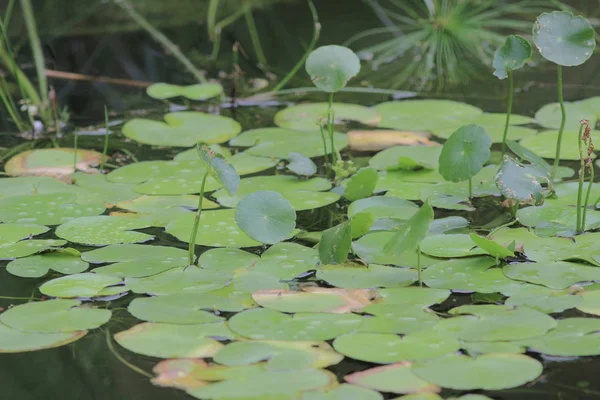 Daun hijau bunga bakung kolam teratai di taman — Stok Foto