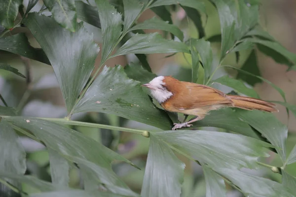 Ptak w Hong Kongu parku — Zdjęcie stockowe