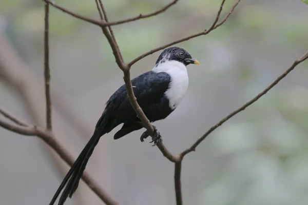 Птах у парку Хонг Конг — стокове фото