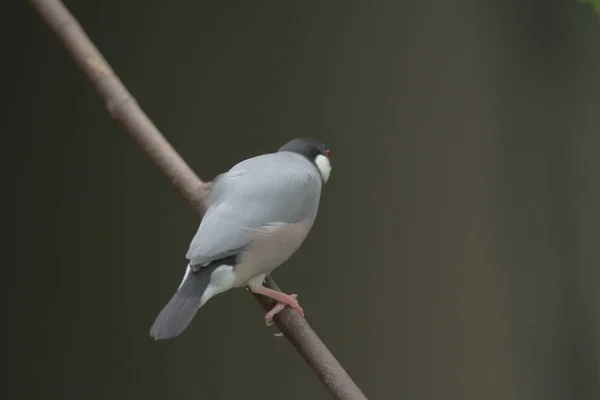 The bird at the hong kong park — Stock Photo, Image