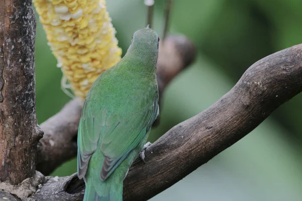 The bird at the hong kong park — Stock Photo, Image