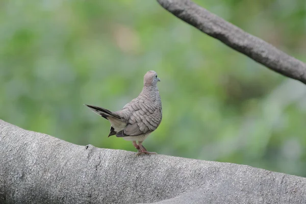 the bird at the hong kong park