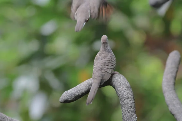 El pájaro en el parque Hong Kong — Foto de Stock
