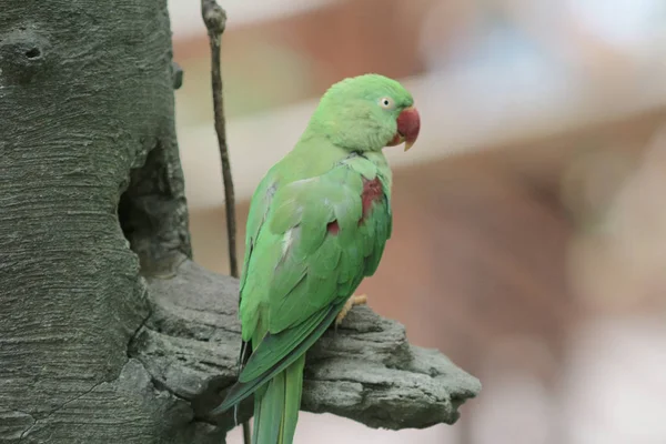 Papagaio amazon sentado na filial no parque — Fotografia de Stock
