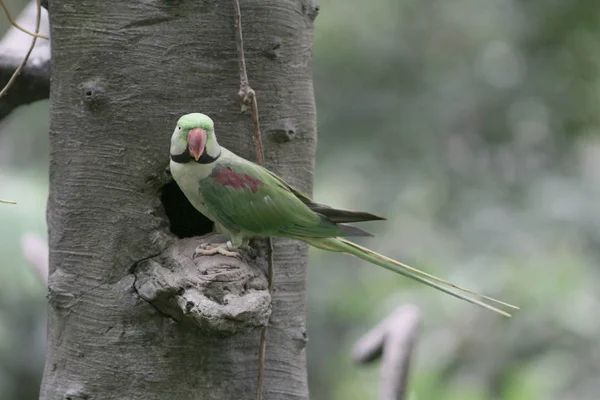 Amazon parrot sitting on branch at park — Stock Photo, Image