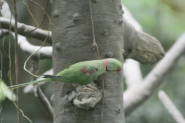 Amazon parrot sitting on branch at park — Stock Photo, Image