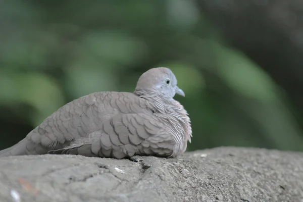 Gemeenschappelijke duif zittend op een tak in een park — Stockfoto