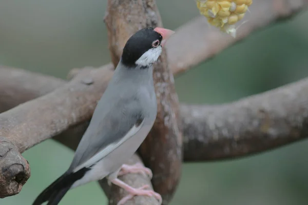 Love bird in Hong Kong Park Day Time