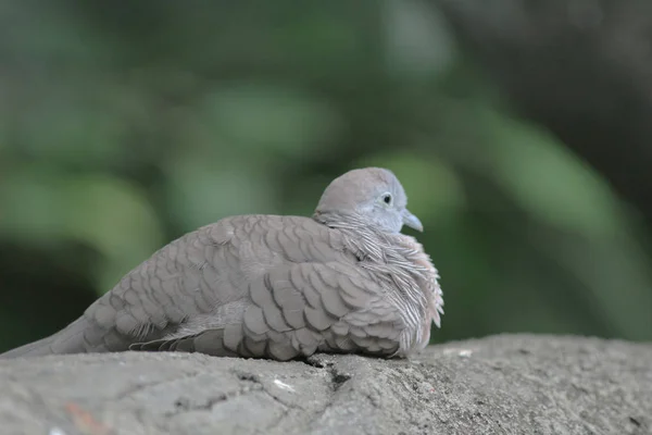 Common pigeon sitting on a branch in a park — Stock Photo, Image