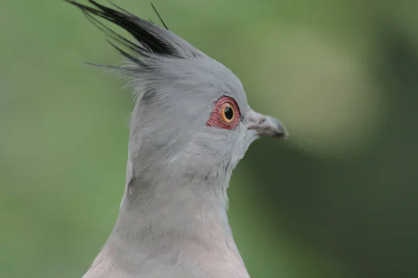 Обыкновенный голубь сидит на ветке в парке — стоковое фото