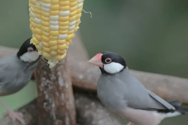 Zamilovaný pták v Hong Kongském parku Day Time — Stock fotografie