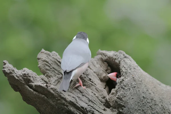 Cinta burung di Hong Kong Park Day Time — Stok Foto