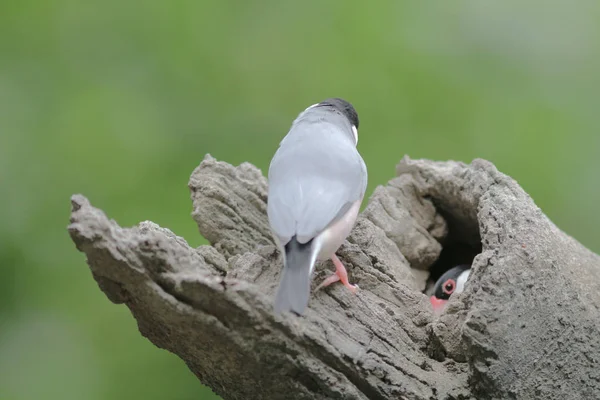 Miłość ptak w Hong Kong Park Day czas — Zdjęcie stockowe