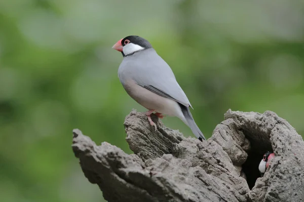 Love bird in Hong Kong Park Day Time