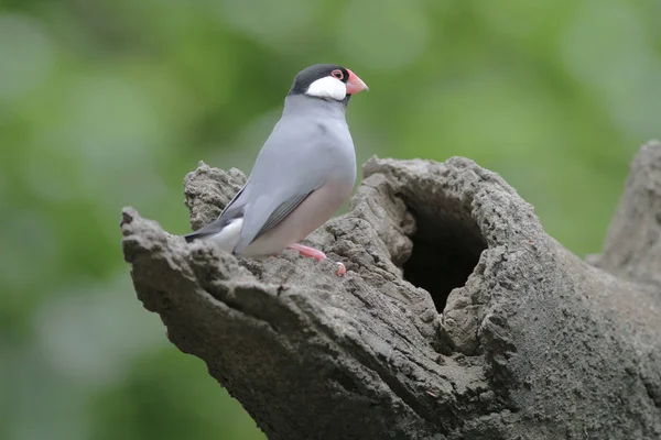 Птица любви в гонконгском парке — стоковое фото