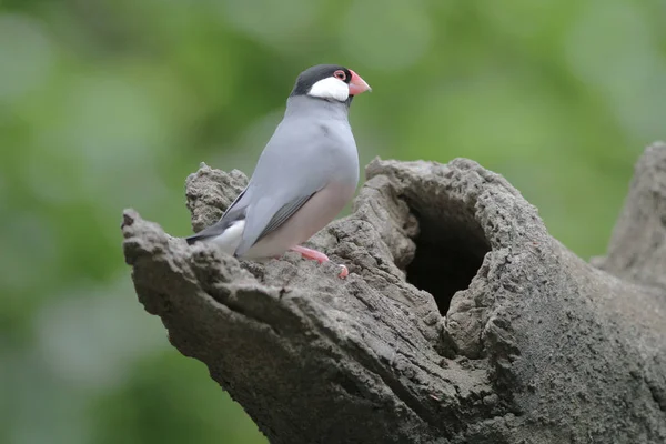 Love bird in Hong Kong Park Day Time