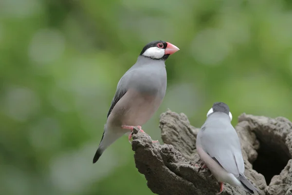 Pássaro do amor em Hong Kong Park Day Time — Fotografia de Stock
