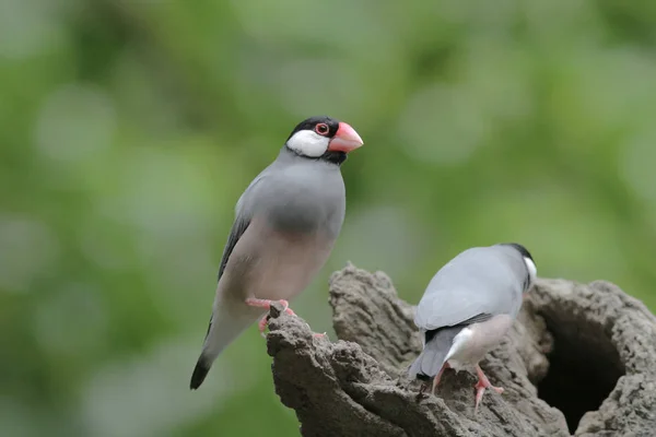 Love bird in Hong Kong Park Day Time