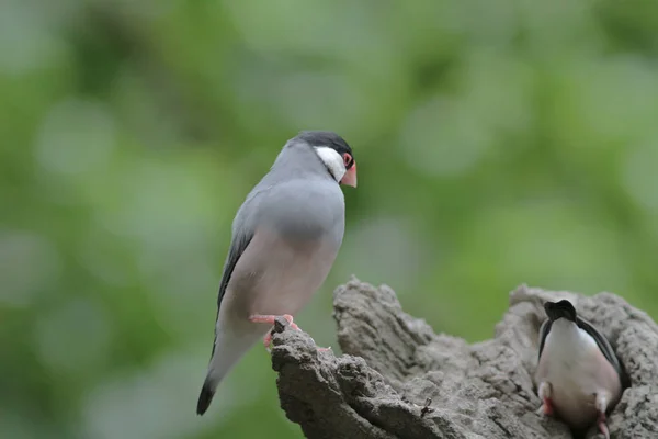 Amore uccello in Hong Kong Park Day Time — Foto Stock