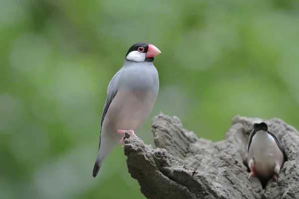 Love bird in Hong Kong Park Day Time