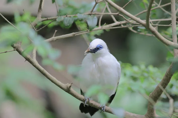 Bali myna Hong Kong Park a HK — Foto Stock